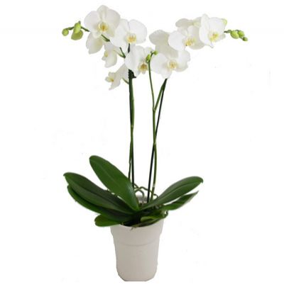 Kemer Çiçekçi çiftli beyaz orkide
