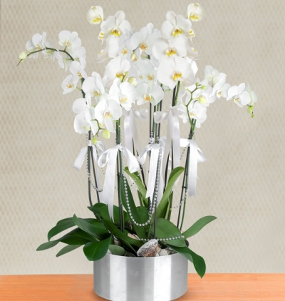  Kemer Çiçek Gönder 6 dal beyaz orkide