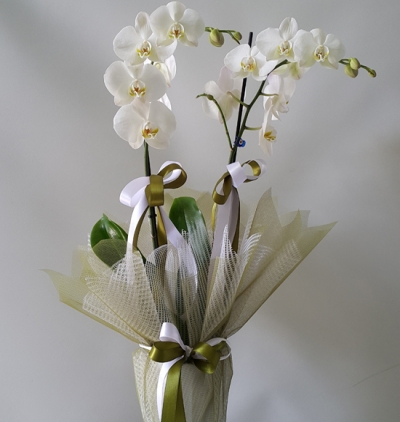  Kemer Çiçekçiler İkili Beyaz Orkide