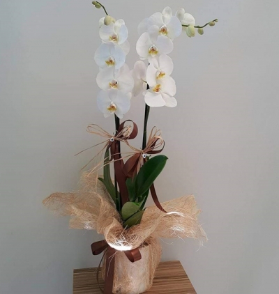  Kemer Çiçek Çift Dal Beyaz Orkide