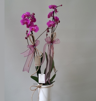  Kemer Çiçek İkili Mor Orkide