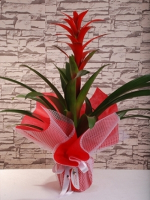  Kemer Çiçek Siparişi - Guzmania Bitkisi